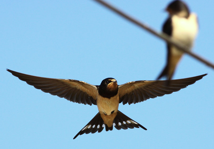 Barn Swallow