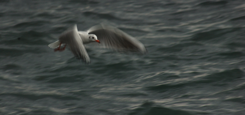 Black-headed Gull