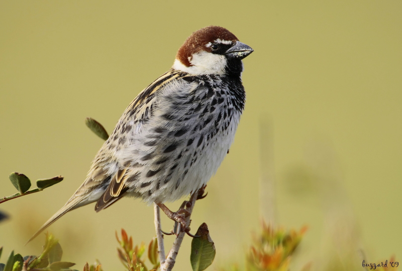 Spanish Sparrow