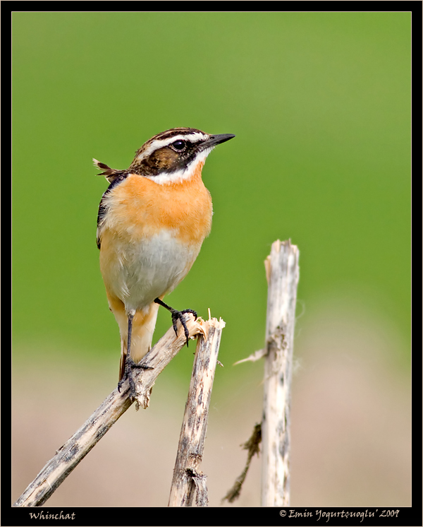 Whinchat
