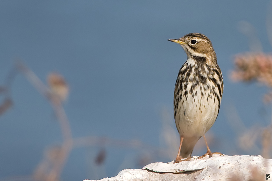Red-throated Pipit