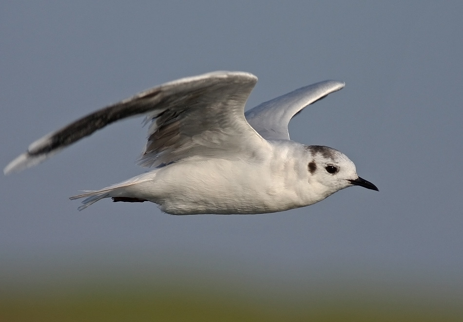Little Gull