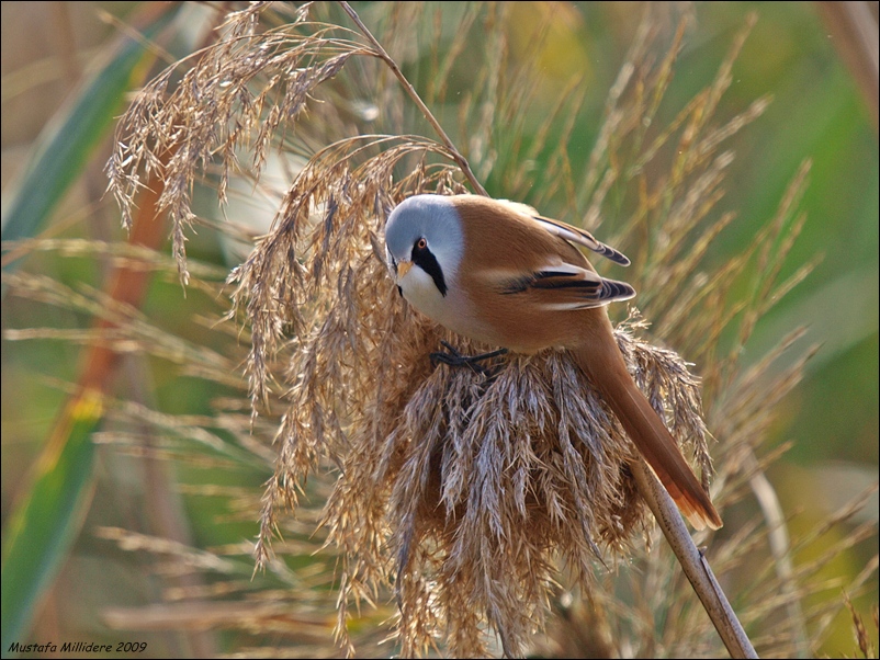 Bıyıklı Baştankara
