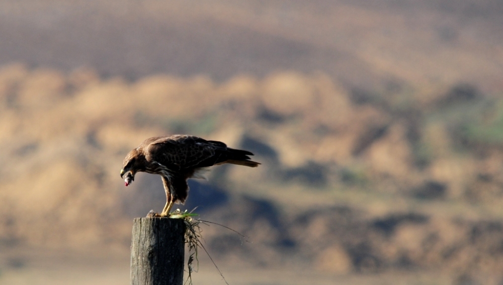 Common Buzzard