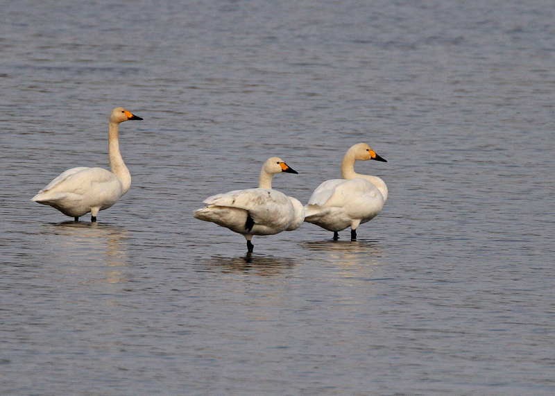 Tundra Swan