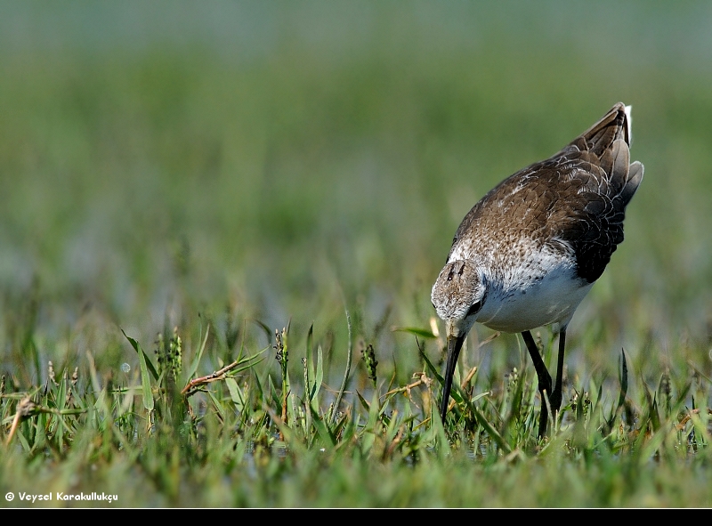 Marsh Sandpiper