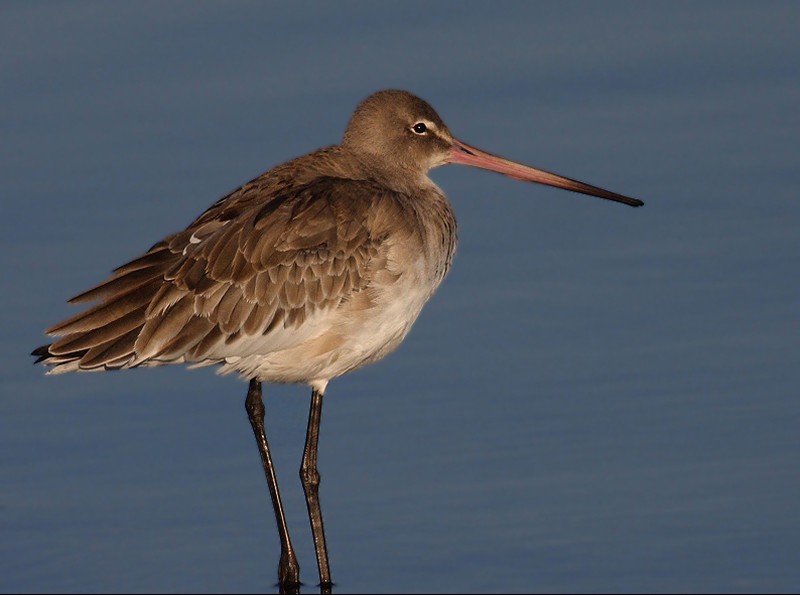 Black-tailed Godwit