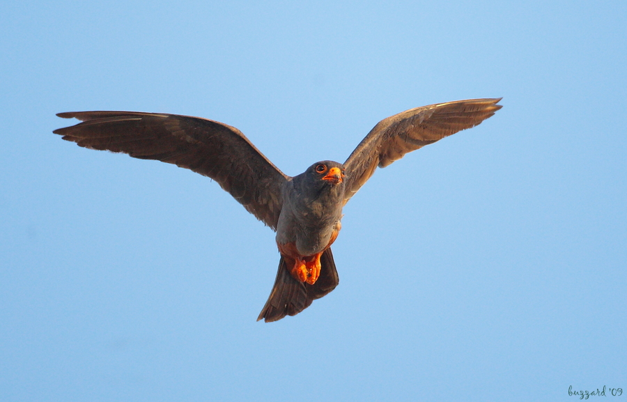 Red-footed Falcon