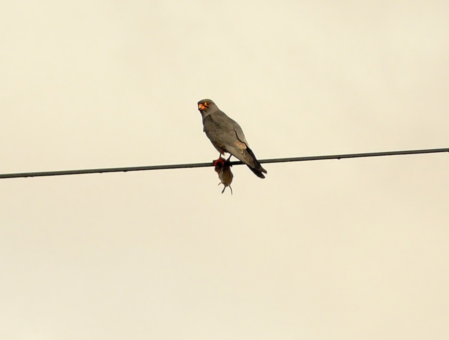 Red-footed Falcon