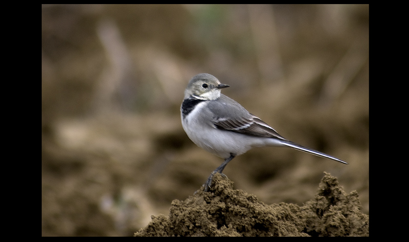 White Wagtail
