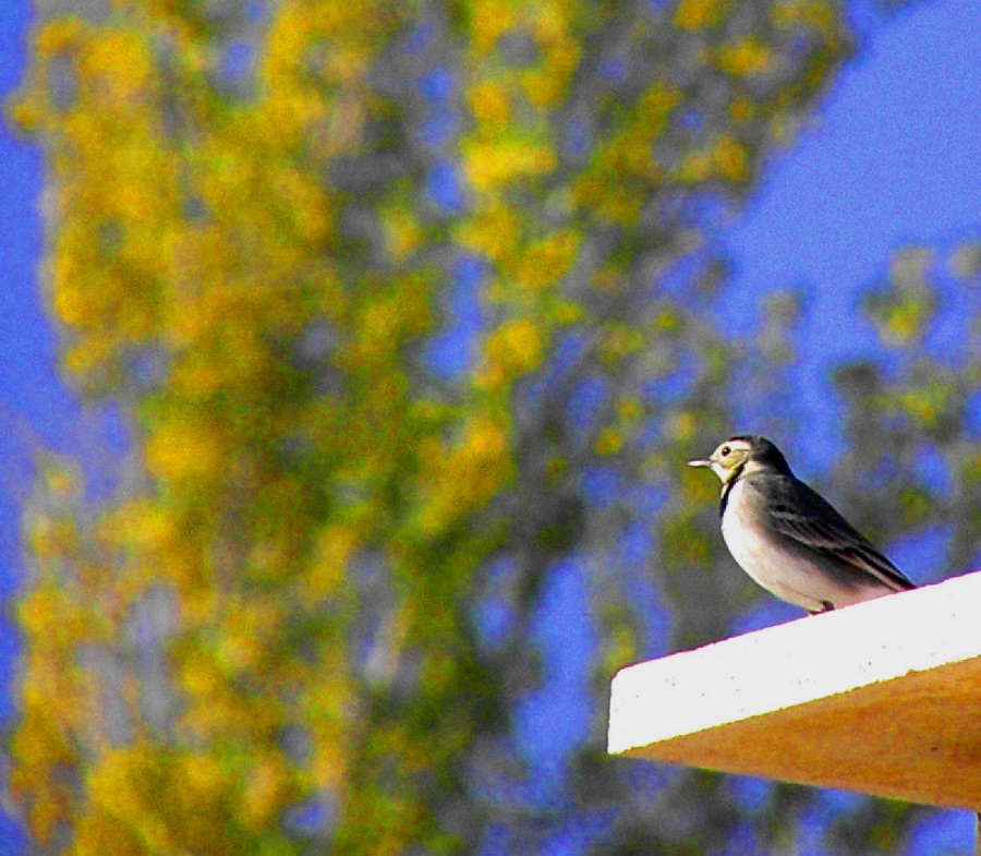 White Wagtail