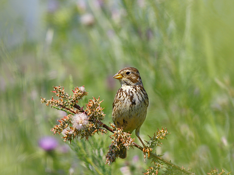 Corn Bunting
