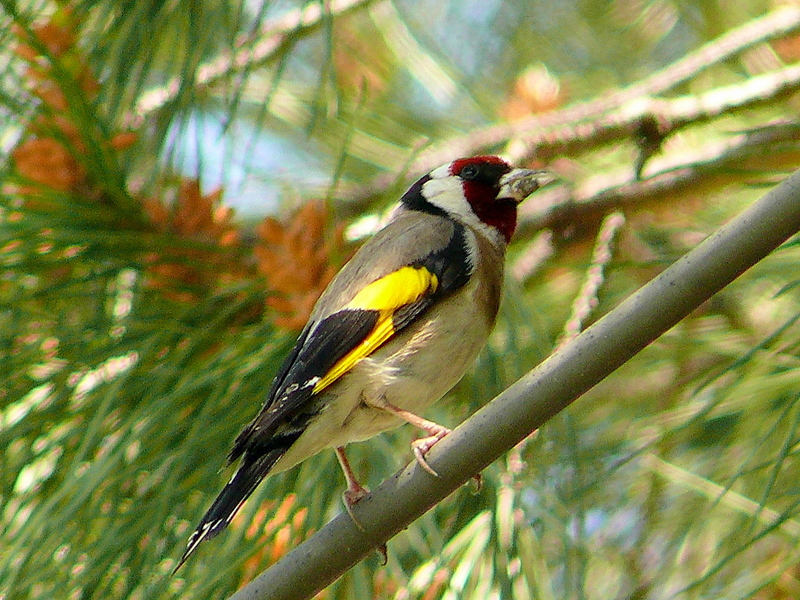 European Goldfinch