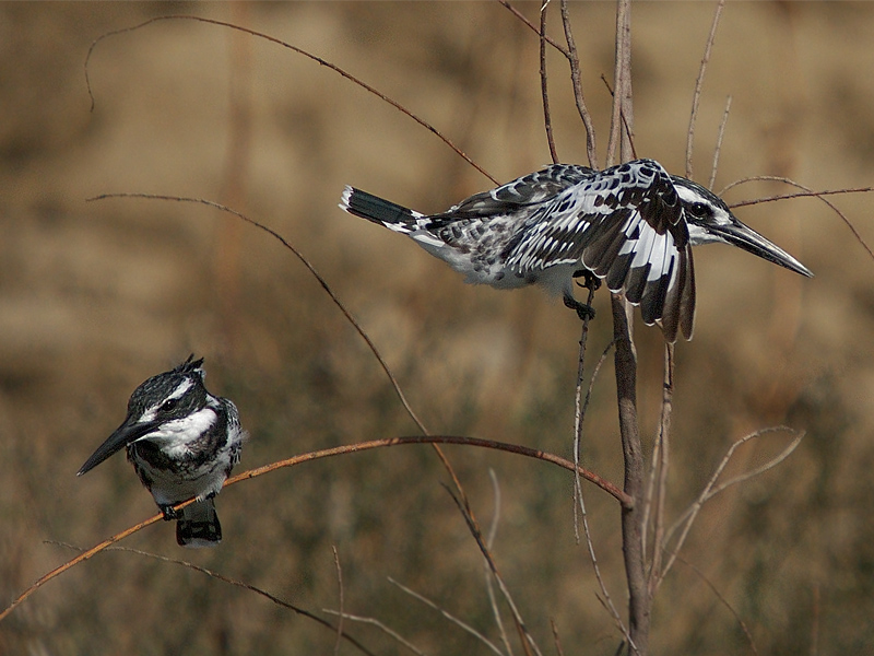Pied Kingfisher