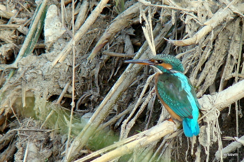Common Kingfisher