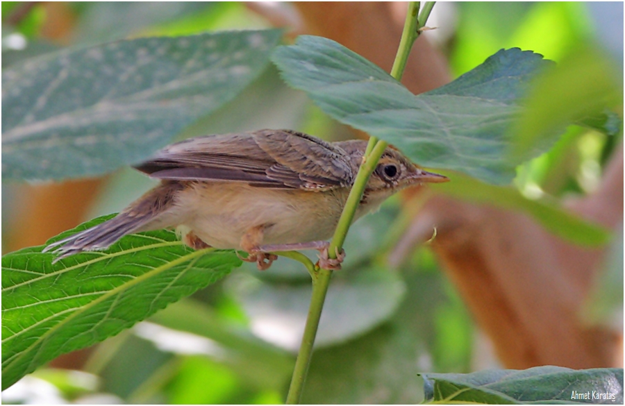 Upcher`s Warbler