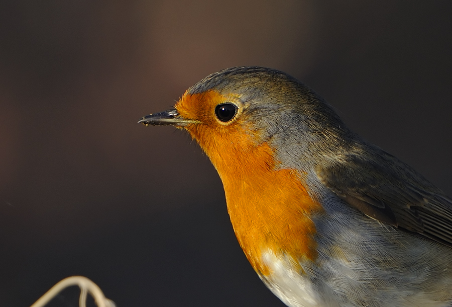 European Robin