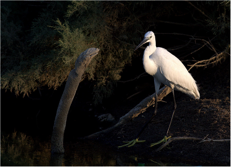 Little Egret