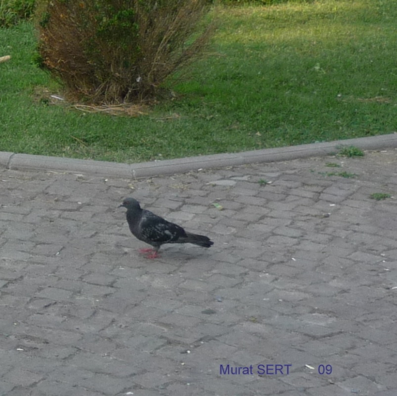 Gökçe Güvercin