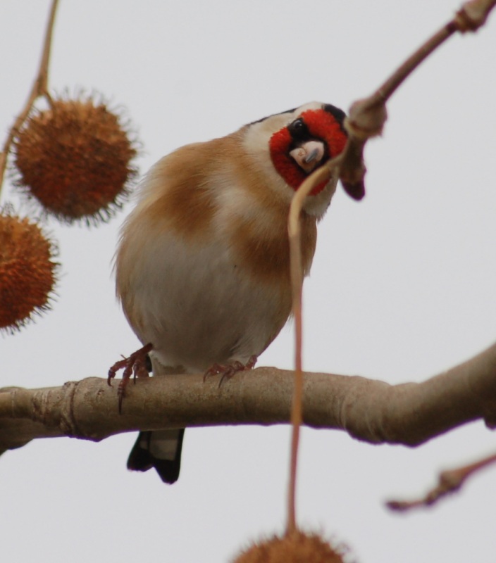 European Goldfinch