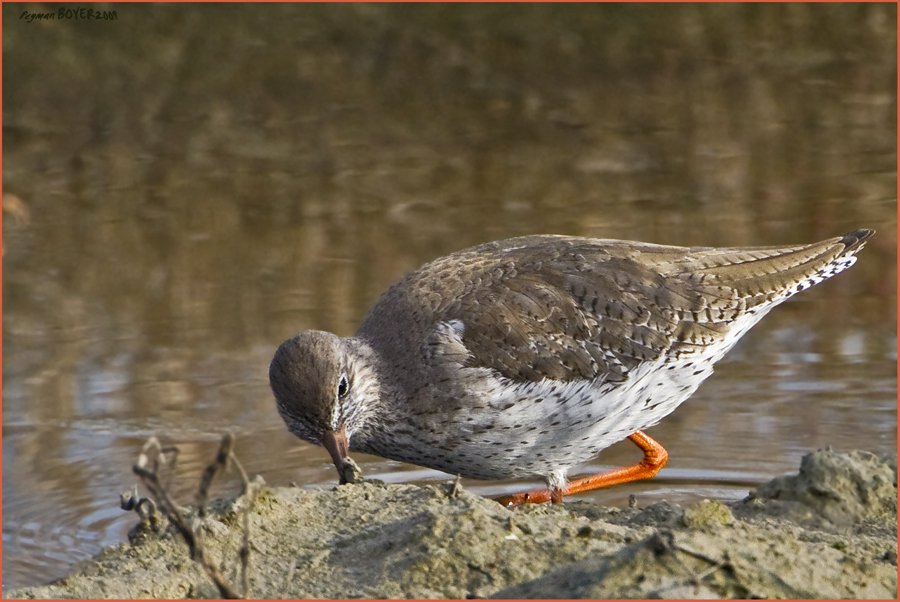 Common Redshank