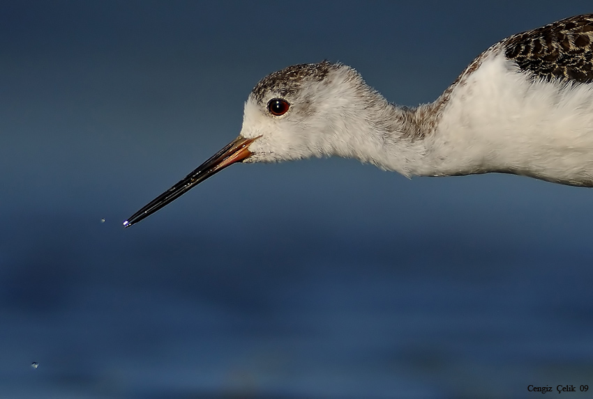 Black-winged Stilt
