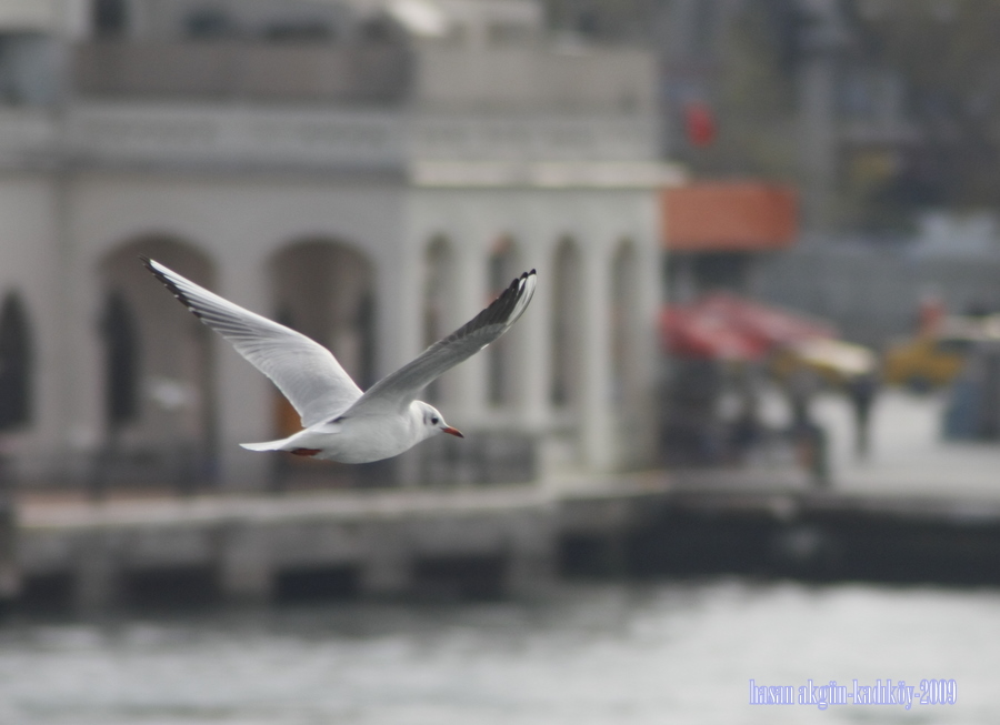 Black-headed Gull