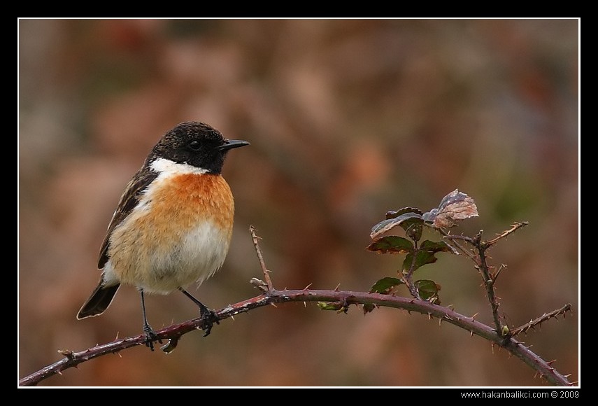European Stonechat