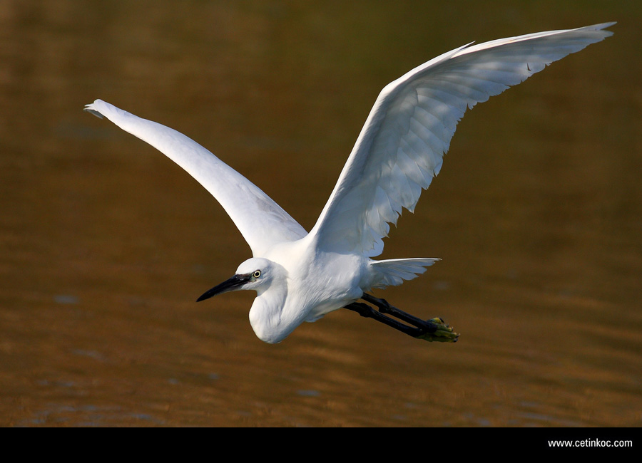 Little Egret
