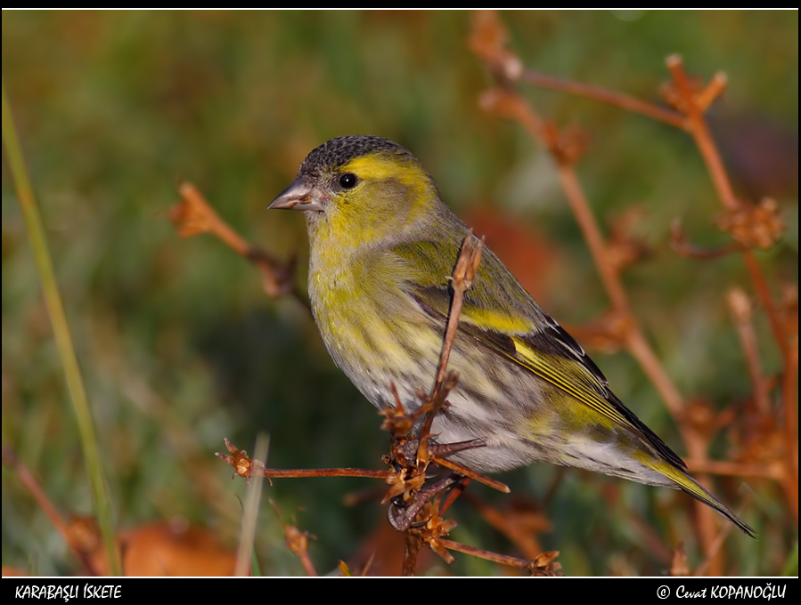 Eurasian Siskin
