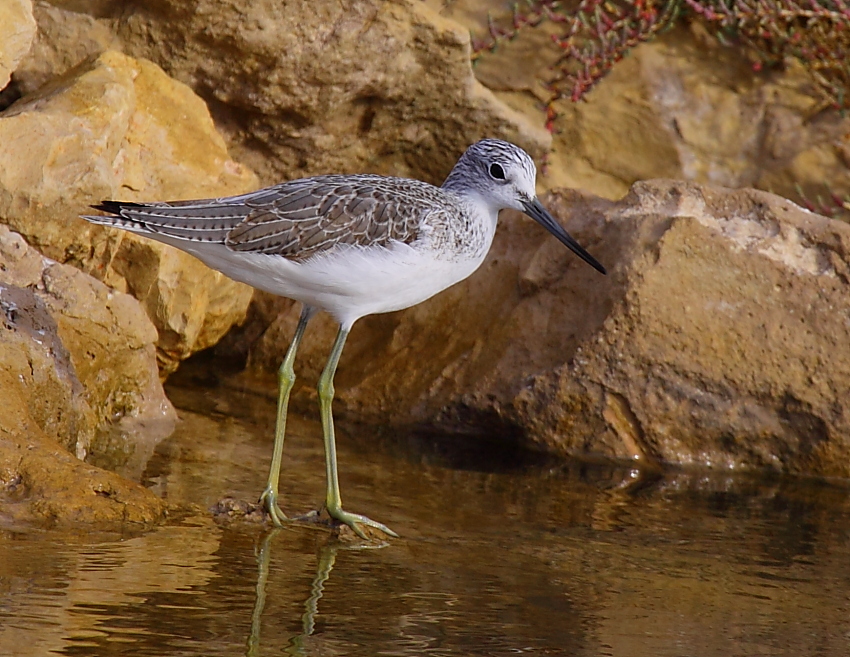 Common Greenshank