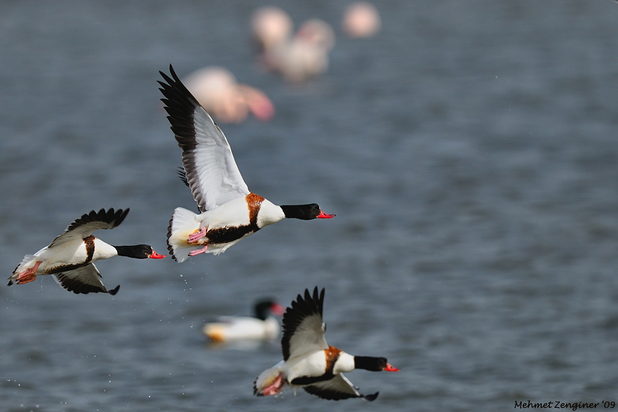 Common Shelduck