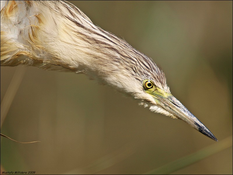 Squacco Heron