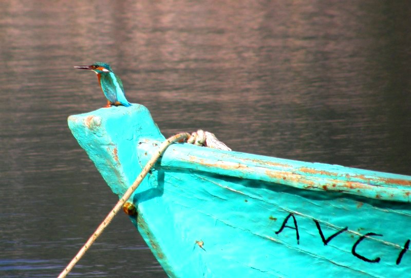 Common Kingfisher