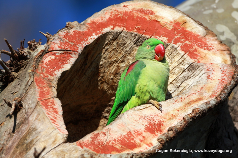 Alexandrine Parakeet