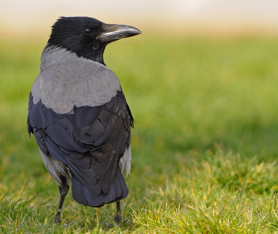 Hooded Crow