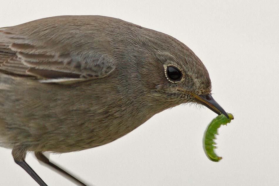 Black Redstart