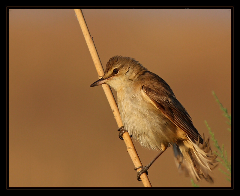 Great Reed Warbler