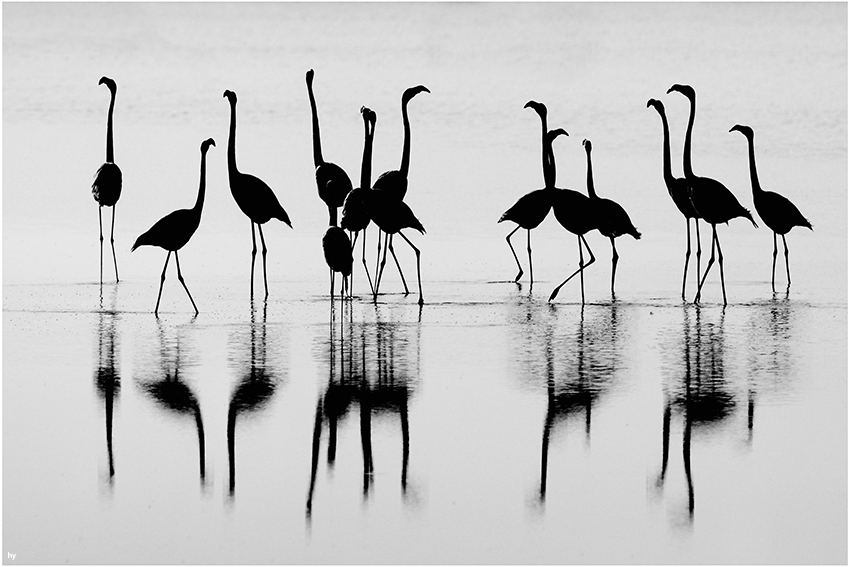 Greater Flamingo