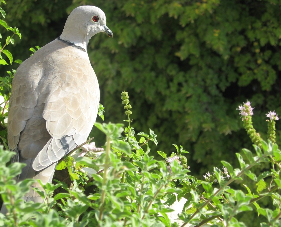 Eurasian Collared Dove