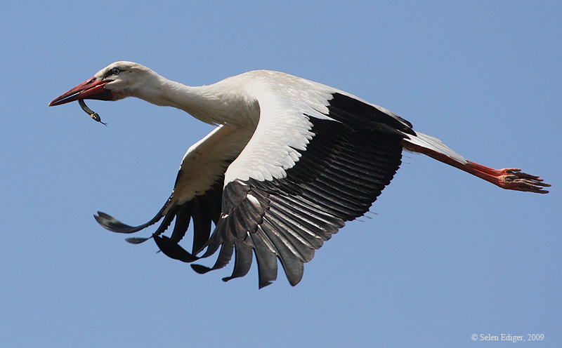 White Stork