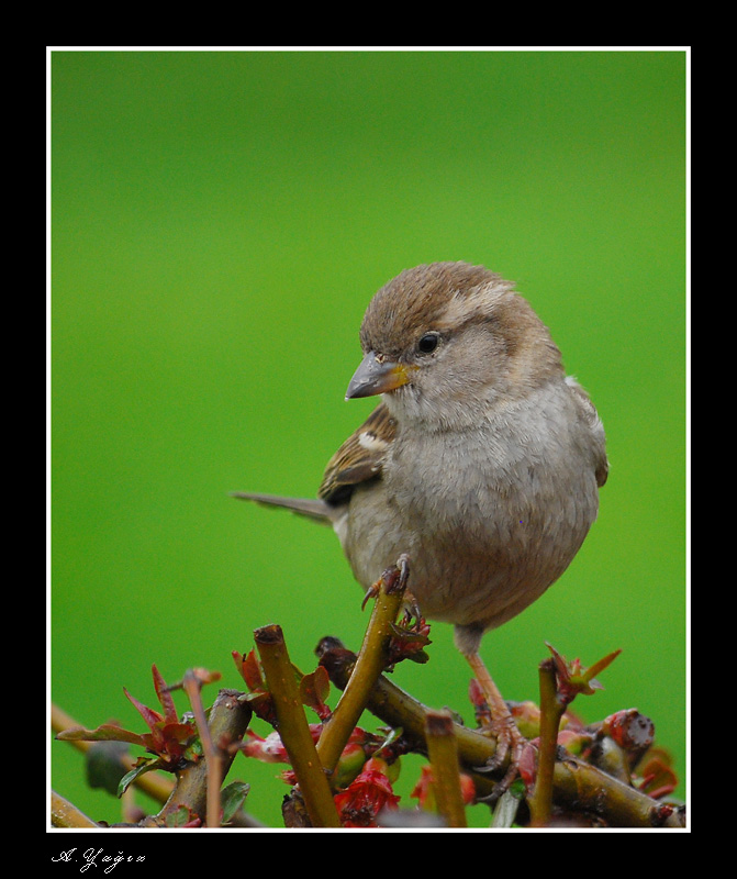 House Sparrow