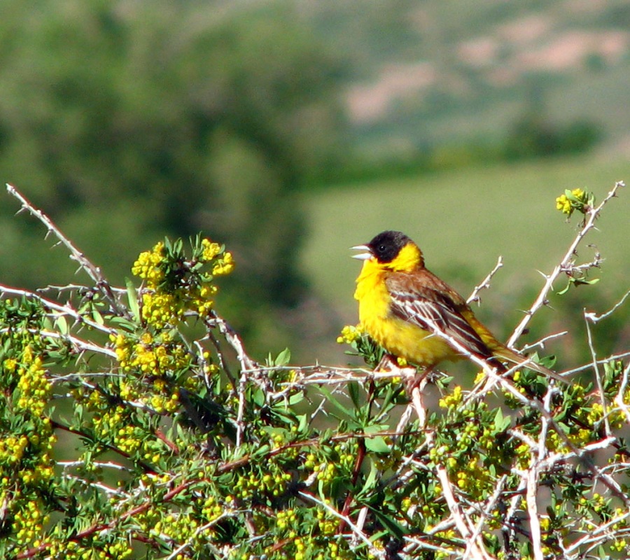 Black-headed Bunting