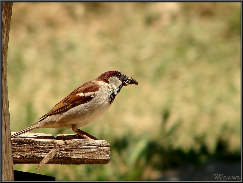 House Sparrow