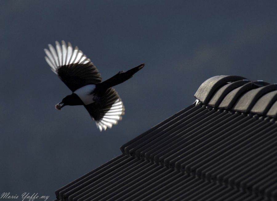 Eurasian Magpie