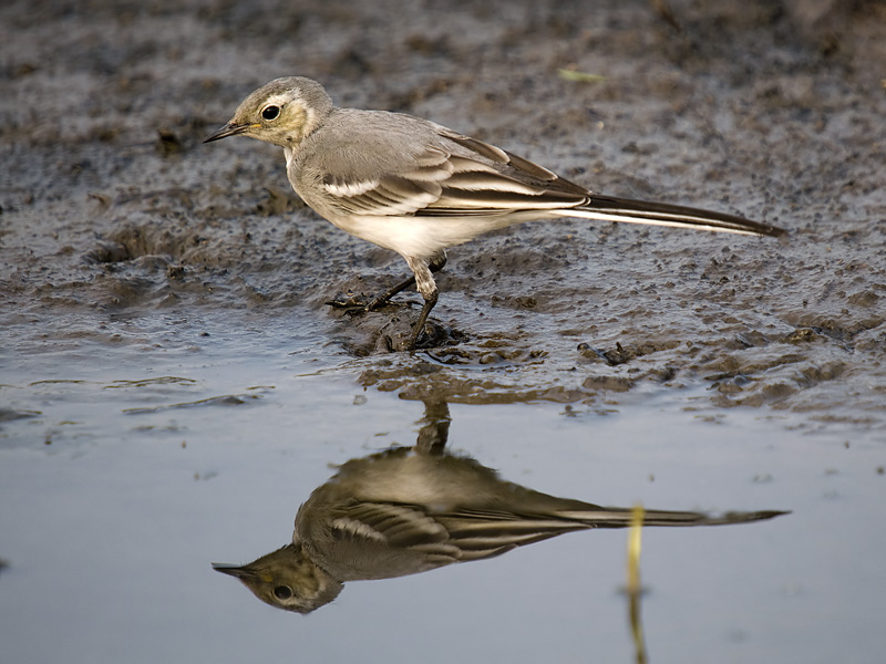 White Wagtail