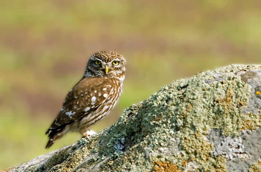 Little Owl