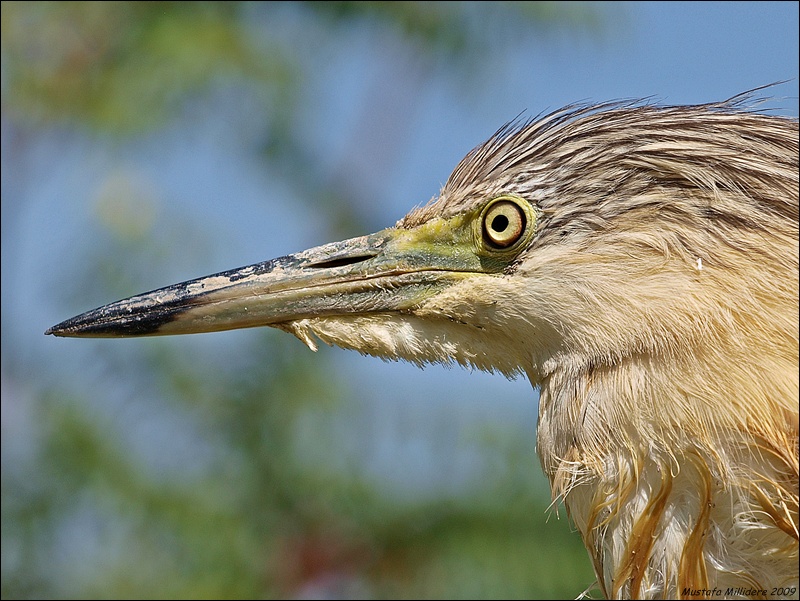 Squacco Heron