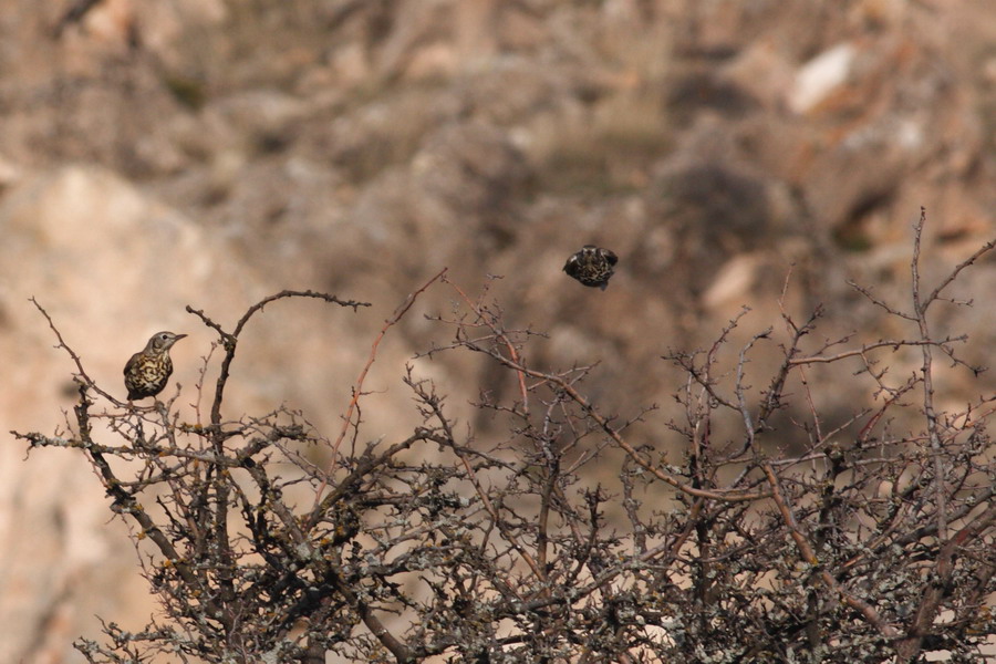 Mistle Thrush