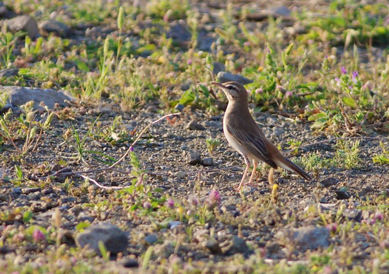 Rufous-tailed Scrub Robin